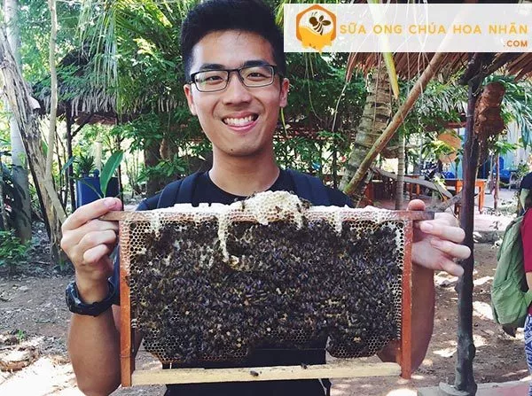 Sữa ong chúa Hoa Nhãn - sữa ong chúa nguyên chất giá rẻ