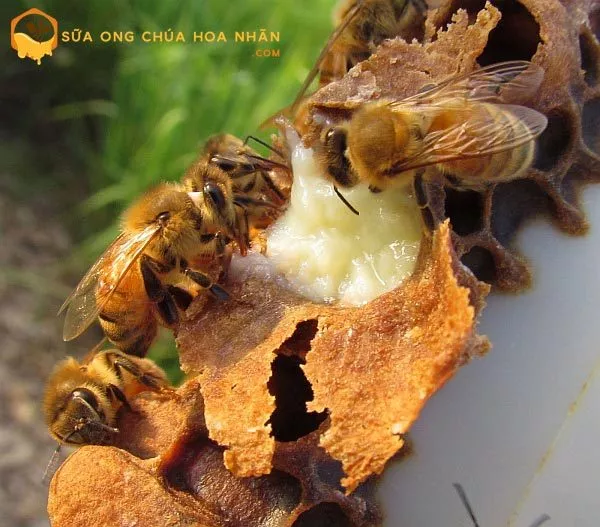 Sữa ong chúa Hoa Nhãn - sữa ong chúa nguyên chất giá rẻ
