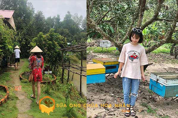 Giới thiệu Trang trại ong Hoa Nhãn - Sữa Ong Chúa Hoa Nhãn